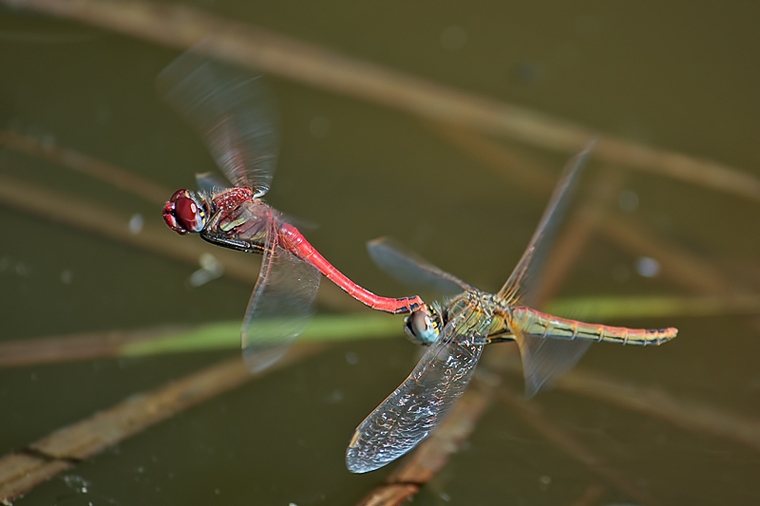 Sympetrum  fonscolombii  (tandem in deposizione)